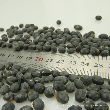 Good Crop Big Black Beans With Green Kernel